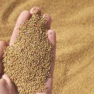 فروش بذر یونجه