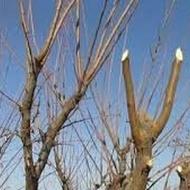 هرس کاری درخت گل