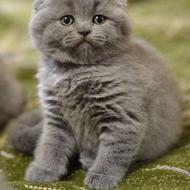 گربه برتیش و اسکاتیش