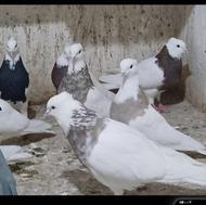 کبوتر روانسر