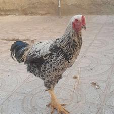 خروس لاری اصل