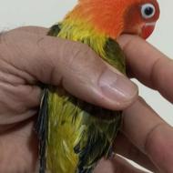 معاوضه 7 عدد طوطی برزیلی بعلاوه انگشتر نقره با کاسکو