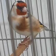 سهره جوجه قفس