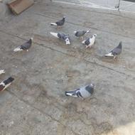 شازده سبز پشت دار