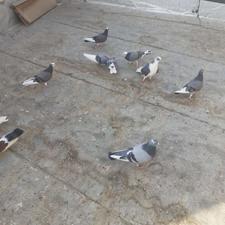 شازده سبز پشت دار