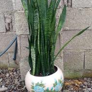 گل سانسوریا با گلدان بزرگ نو قیمت مناسب