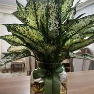 گیاه سبز ریشه در آب زیبا