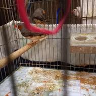 یک جفت فنچ مولد با 5 عدد جوجه