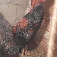 خروس لاری اصیل