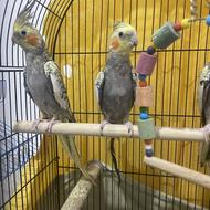 عروس هلندی با قفس