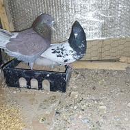 کفتر سینه ای وسرخ