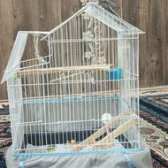 عروس هلندی سالم همراه قفس جنسیت نر