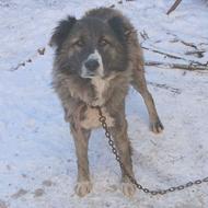 سگ گله به خاطر نداشتن جا واگذاری