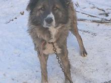 سگ گله به خاطر نداشتن جا واگذاری در شیپور