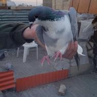 ماده بدرنگ سینه دم پاک