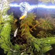 آکواریوم یک متری (وسایل هدیه)