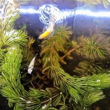 آکواریوم یک متری (وسایل هدیه)