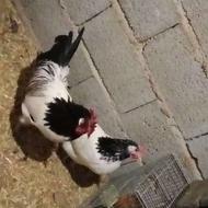 تخم نطفه دار نژاد وارداتی لاکنوندر