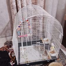 پرنده عروس آواز خوان