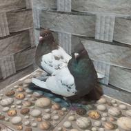 دوتا ماده سینه سرکه ای وقهوه ای