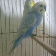 مرغ عشق با قفس