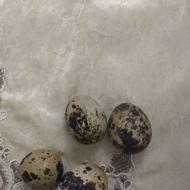 تخم نطفه دار