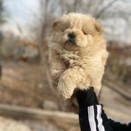 واگذاری سگ‌ چاو چاو سگ چینی پشمالو