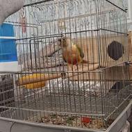 طوطی گرینچیک دبل رد