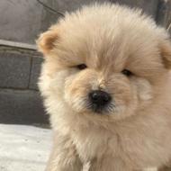 واگذاری سگ چاو چاو خوشگل پشمالو