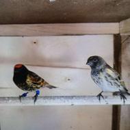 فروش گلبسر جوجه و بالغ.. بال زعفرانی و درشت قواره دار.