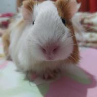 خوکچه هندی نر و ماده