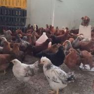 جوجه مرغ گلپایگانی