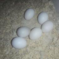 عروس هلندی با6تخم