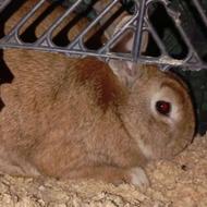 خرگوش نزدیک توله الان 7هفته هست جفت خوردن قیمت مفت به علت جا