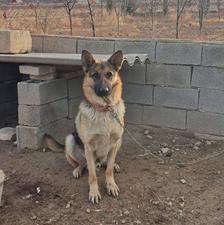 سگ ژرمن نر 15ماه واگذاری