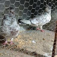 یک جفت کبوتر بمب همچی تمام تیرماه به شرط حیون هوا کن بالای8