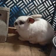 یک خرگوش نر مست مست مفت