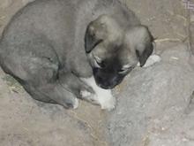 واگزاری رایگان سگ در شیپور