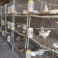 کبوتر کینگ آمریکایی مخصوص پرورش گوشت