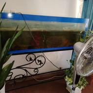 آکواریوم سالم درحدنو