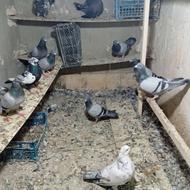 کبوتریا کبوترمسافتی