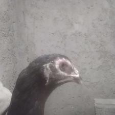 معاوضه مرغ لاری با خروس روز