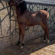 کره اسب سردمگیر