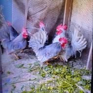 خروس جاپنیز اصیل