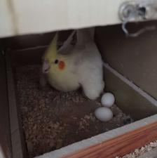 عروسی هلندی مولد