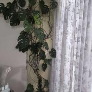 گل آپارتمانی طبیعی برگ انجیری و گلدان