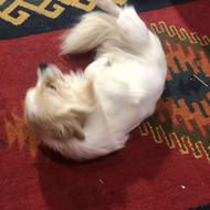 اشپیتز پامر واگذاری