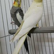 عروس هلندی سلامت