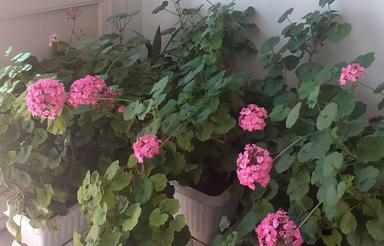 کلنگی 300متر ، ،تجاری اداری ومطب ومسکونی سه راه رباط کریم