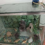 فروش آکواریم در حد نو می‌باشند با تمام وسایل ،داخلش
